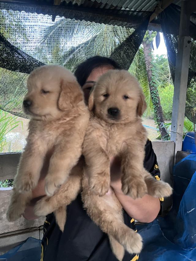 สุนัขพันธุ์โกลเด้นรีทรีฟเวอร์เพศผู้เเละเพศเมีย 2