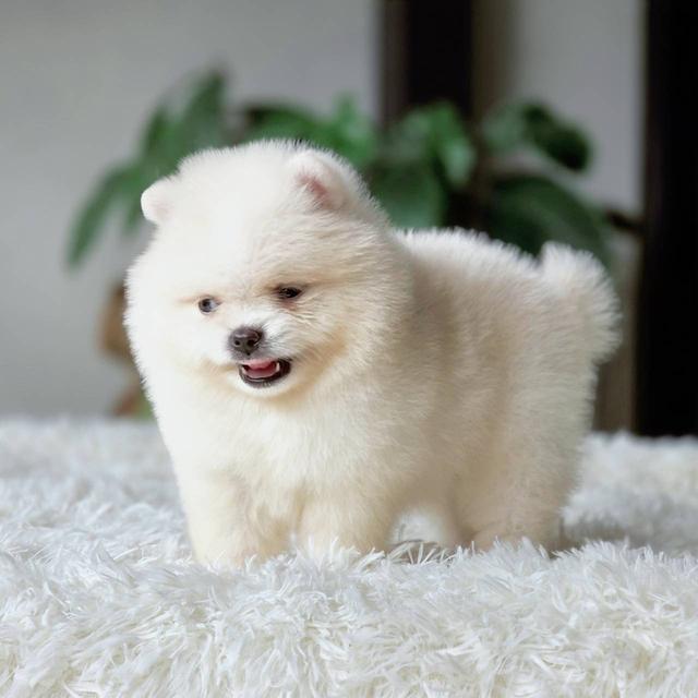 ปอมเมอเรเนียนเพศผู้ สีขาวครีม รูปที่ 9