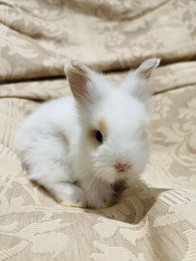 Teddy Bear Rabbit 