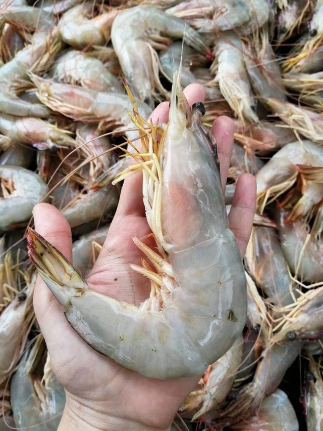 กุ้งแชบ๊วยพร้อมส่งทั่วประเทศจ้า