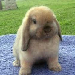 ฮอลแลนด์ลอป (Holland Lop) 2