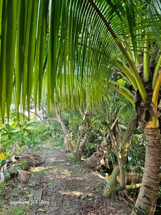 ขายที่ดิน 3-0-80 ไร่ พร้อมสิ่งปลูกสร้าง ติดถนนเลียบคลองขุนศรี ต.ไทรน้อย อ.ไทรน้อย จ.นนทบุรี 1