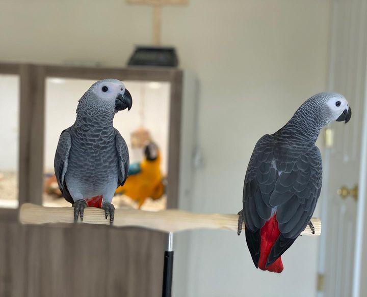 Talking African Grey Parrots