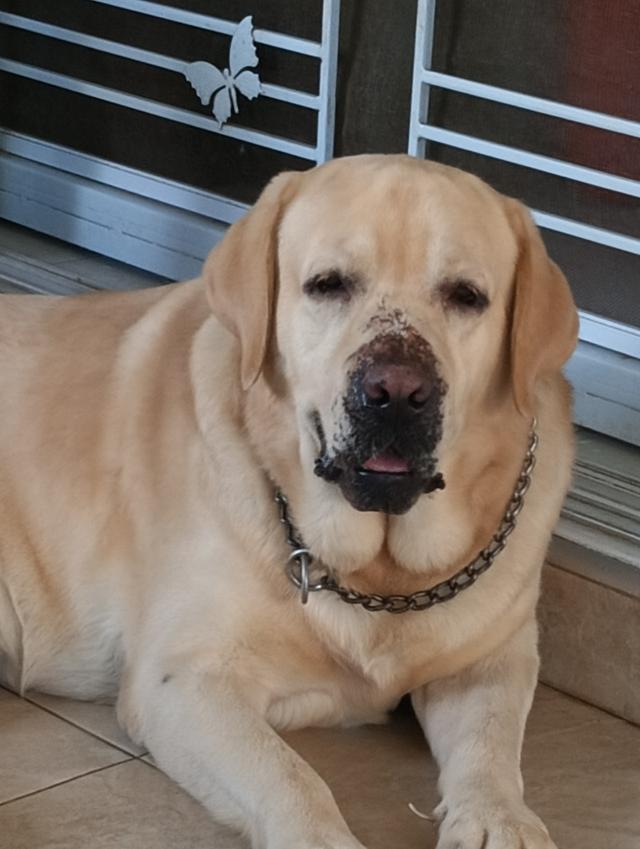 ขายลูกสุนัขพันธ์ลาบราดอ 6