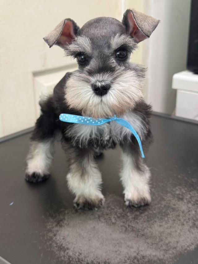 schnauzer สีพริกไทย