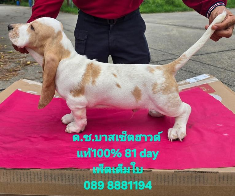 ลูกสุนัขบาสเซ็ต ฮาวด์