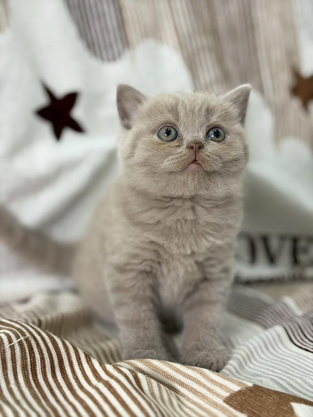 British shothair WCF 10