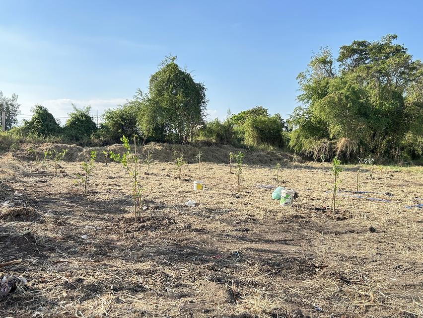 ขายที่ดินแปลงสวย วิจิตราธานี บางนา–ตราด  เนื้อที่ 230 ตร.ว ต่ำกว่าราคาประเมิน คุ้มค่ามาก 6