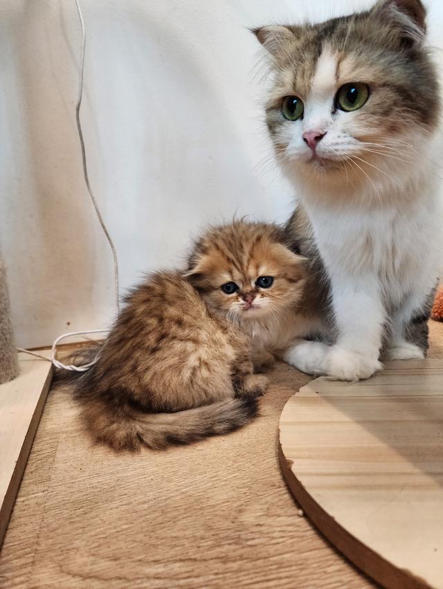 แมว สก็อตติช อายุ 2-3 เดือน ตัวละ 5000 พิกัดไทรม้า 20