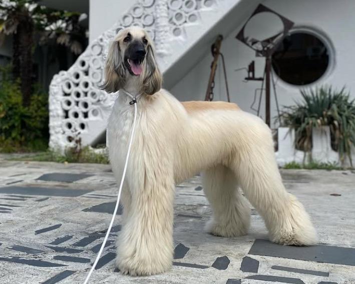 น้องหมาพันธุ์ Afghan Hound เพศผู้ 3