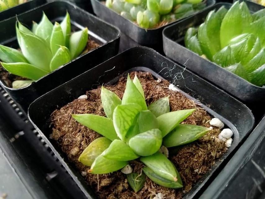 ขายเหมากุหลาบหิน Haworthia  3