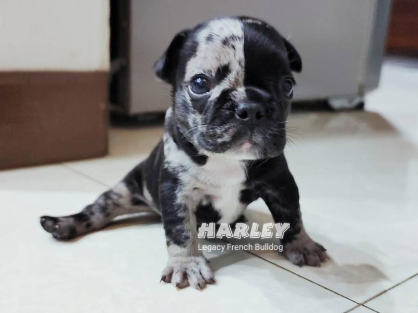 Harley สุนัขเฟรนช์บูลด็อก พิเศษหายาก มีใบเพ็ดดีกรี