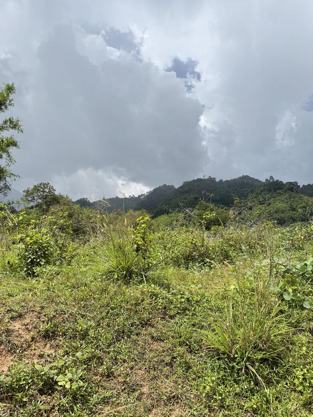 ที่ดินแถวอำเภอช้างกลาง จังหวัดนครศรีธรรมราช 2