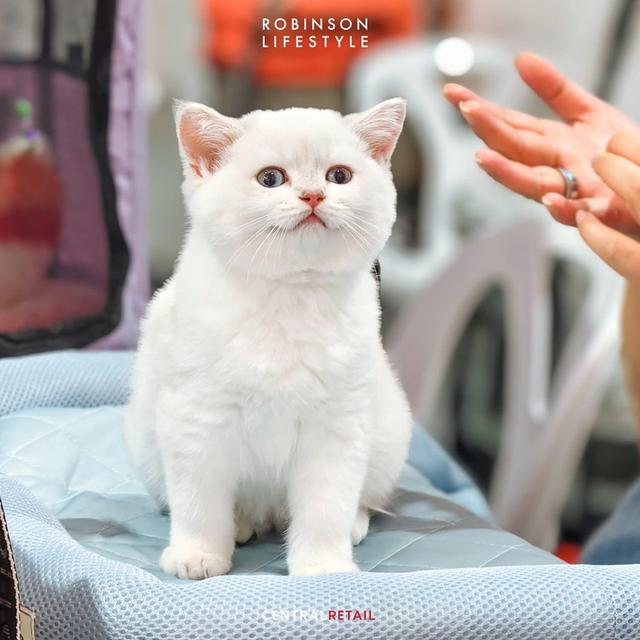 แมว British Shorthair รูปที่ 6