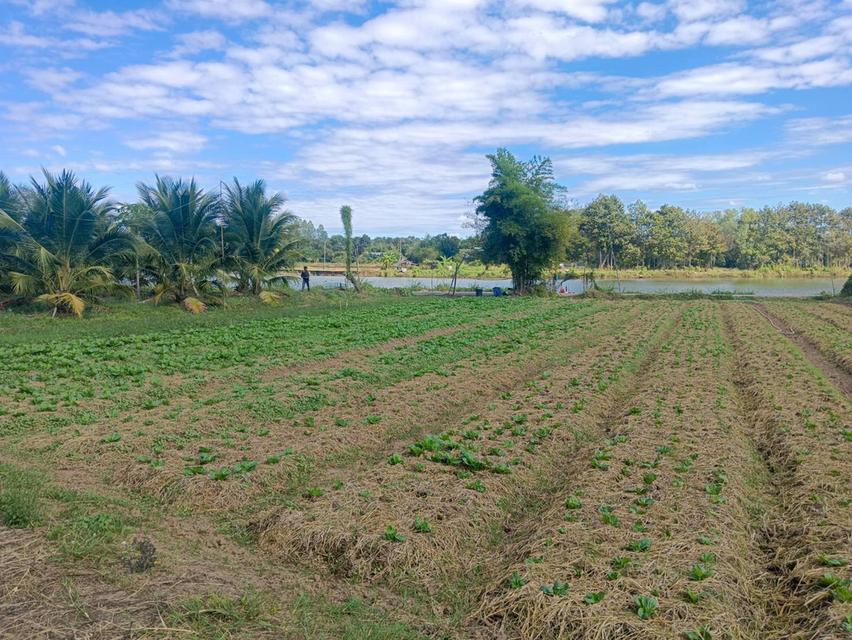 ที่ดินเปล่าขอนแก่น 212 ตารางวา หลังแปลงติดคลอง บรรยากาศโล่ง พร้อมโอน 5