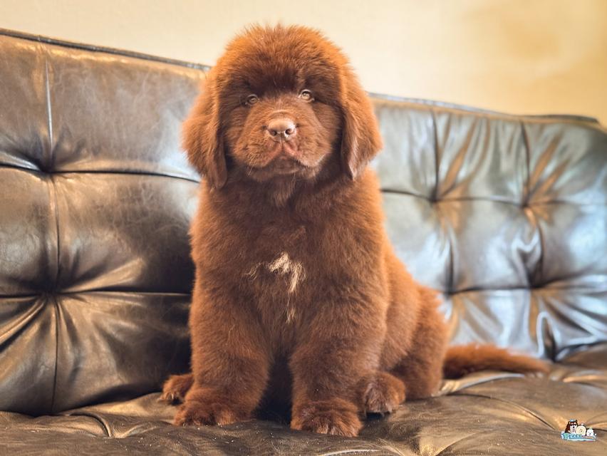น้องนิวฟาวแลนด์ นำเข้าจากต่างประเทศ 10