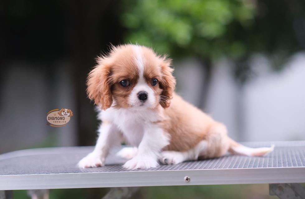 ลูกคาวาเลียร์ เพศผู้ ลูกพ่อไทยแชมป์