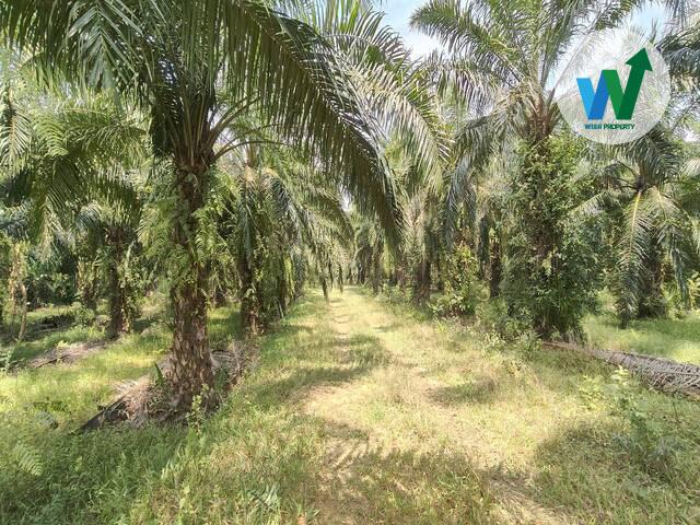 ประกาศขายที่ดินพร้อมสวนปาล์มน้ำมันแปลงใหญ่ติดถนนสามแยกบ่อทราย-แหลมโตนดในอำเภอป่าพะยอม 5
