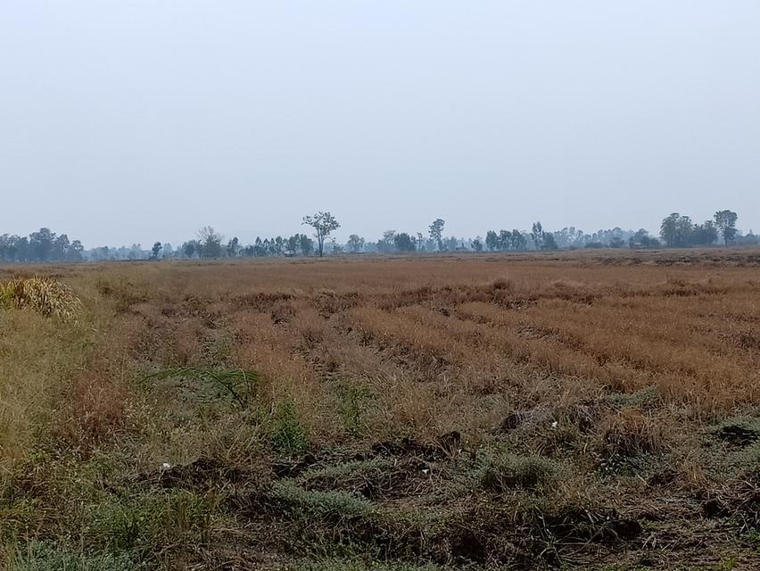ที่ดิน(ที่นา) ต.ทับคล้อ อ.ทับคล้อ จ.พิจิตร