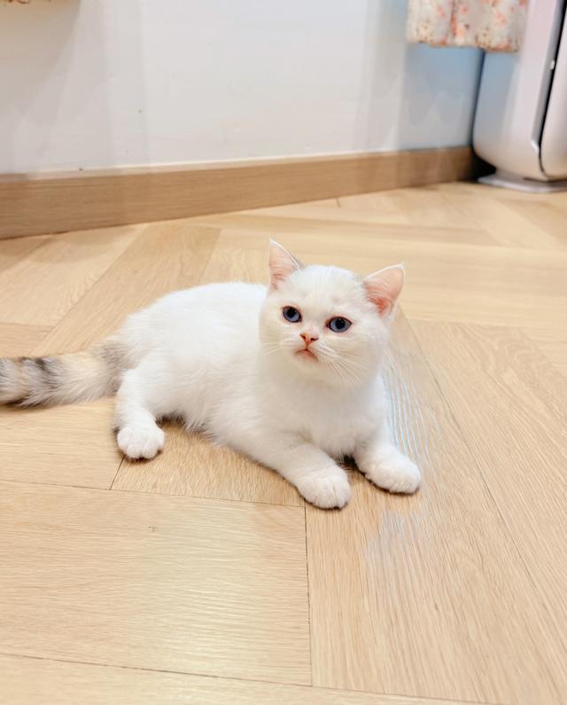 ขายแมวสก็อตติชโฟลด์แท้ฟอร์มหน้าหมีๆอายุ 3 เดือนพร้อมย้าย 4