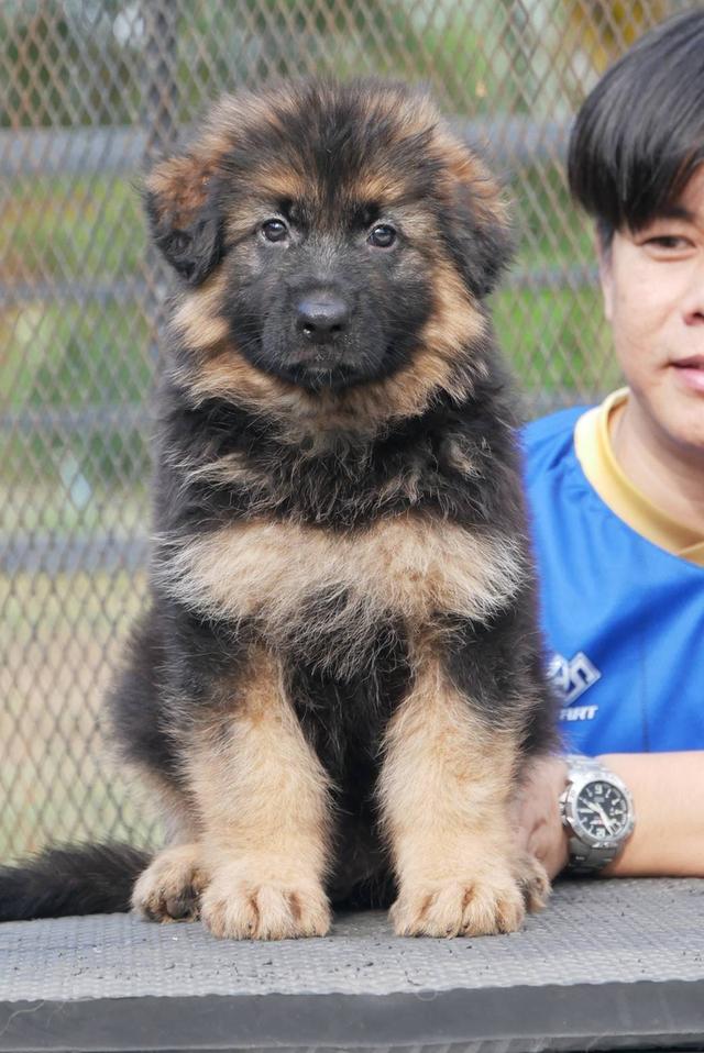 ลูกสุนัขเยอรมันเชพเพริด รูปที่ 3