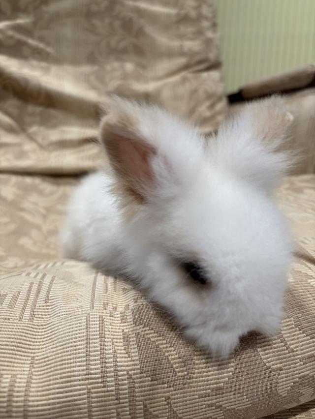 Teddy Bear Rabbit 14