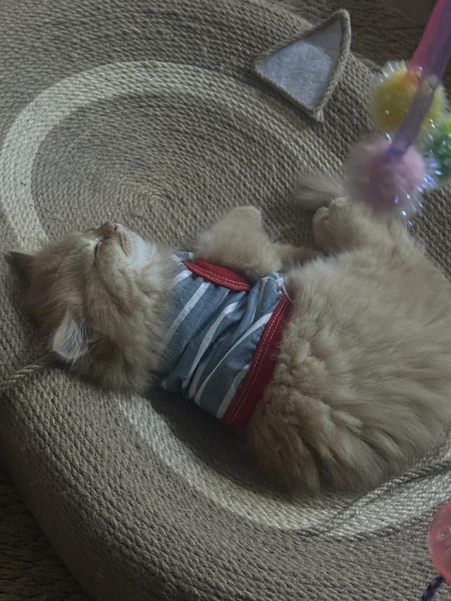 แมว สก๊อตติชผสมเปอร์เซีย 6