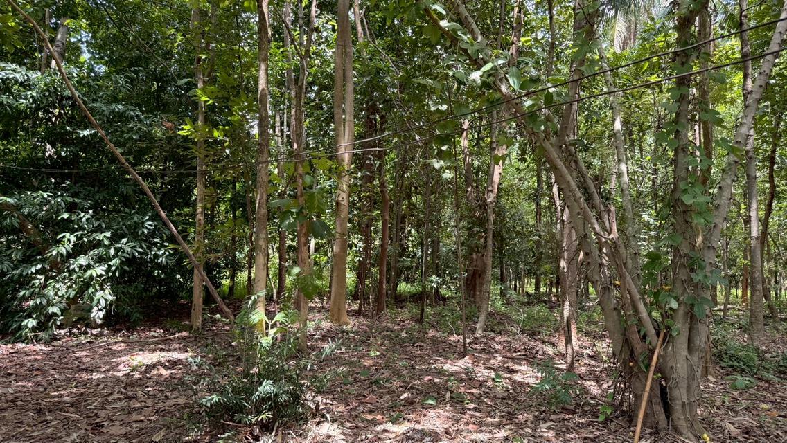 บ้านสวนผสมผสาน 28-0-65 ไร่  ซื้อวันนี้ได้ป่าพะยูง+ไม้เนื้อแข็งหลายชนิดอายุเกินสิบปี + สวนยางพารา 9