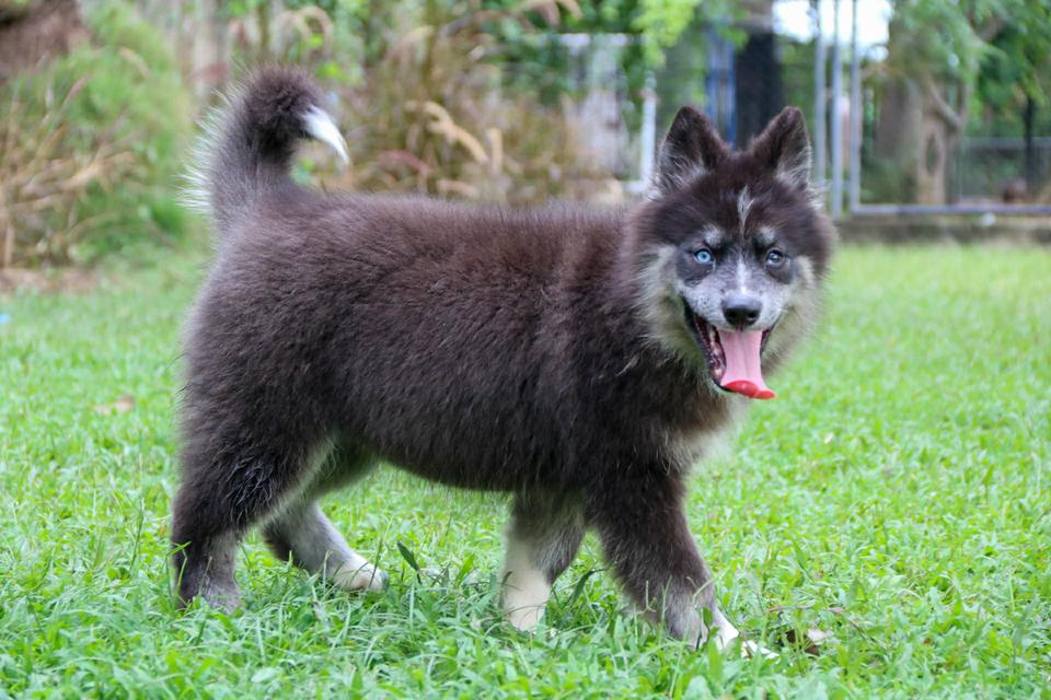 ไซบีเรียนแท้ เพศหญิง ตาสองสี