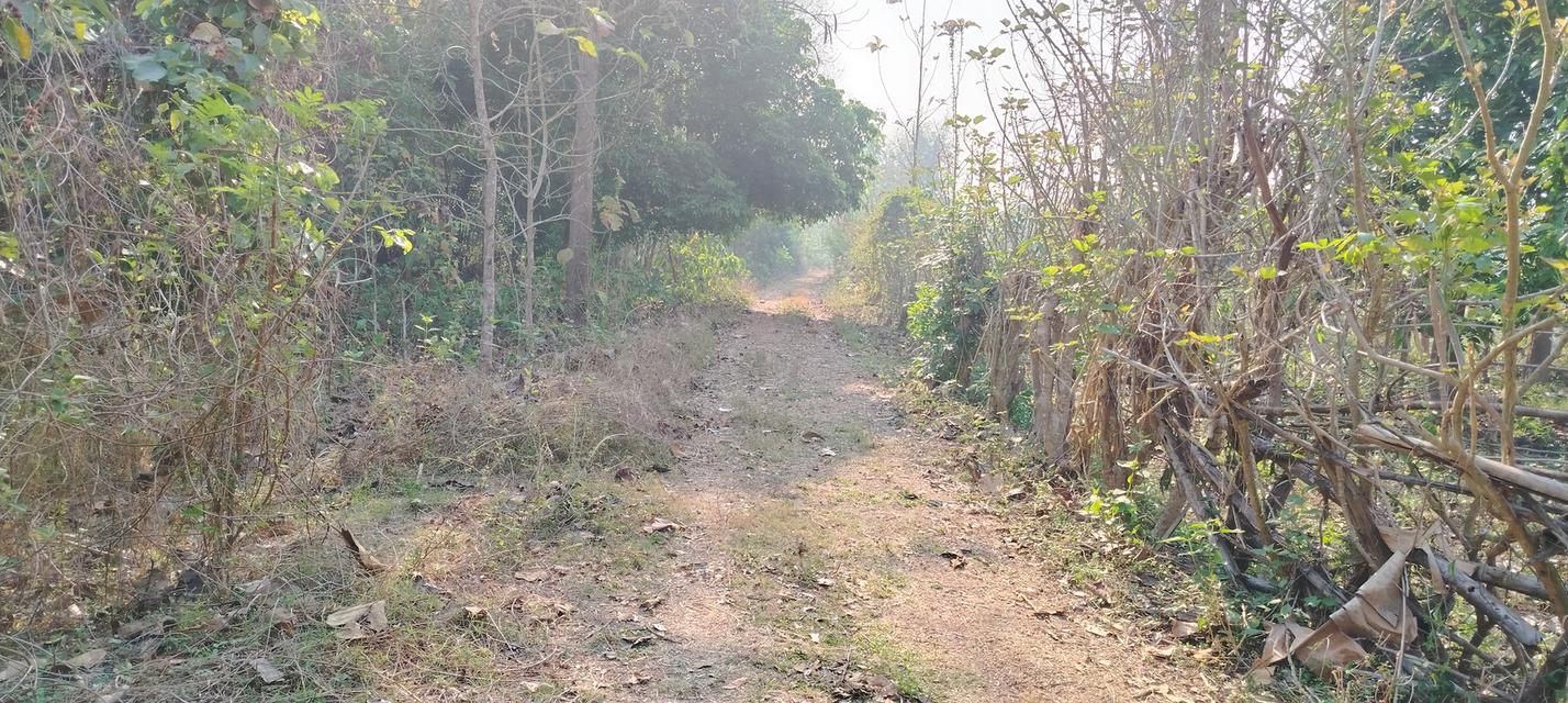 ที่โฉนดวิวเขา ห่าง อบต 1กิโล ที่หน้ากว้างติดถนน80เมตรวิวสวยมากใกล้ชุมชน 13