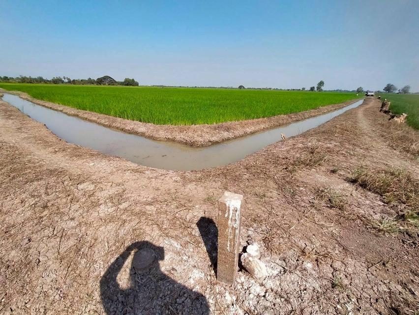 ขายที่นา20ไร่ ไร่ละ 90,000 5