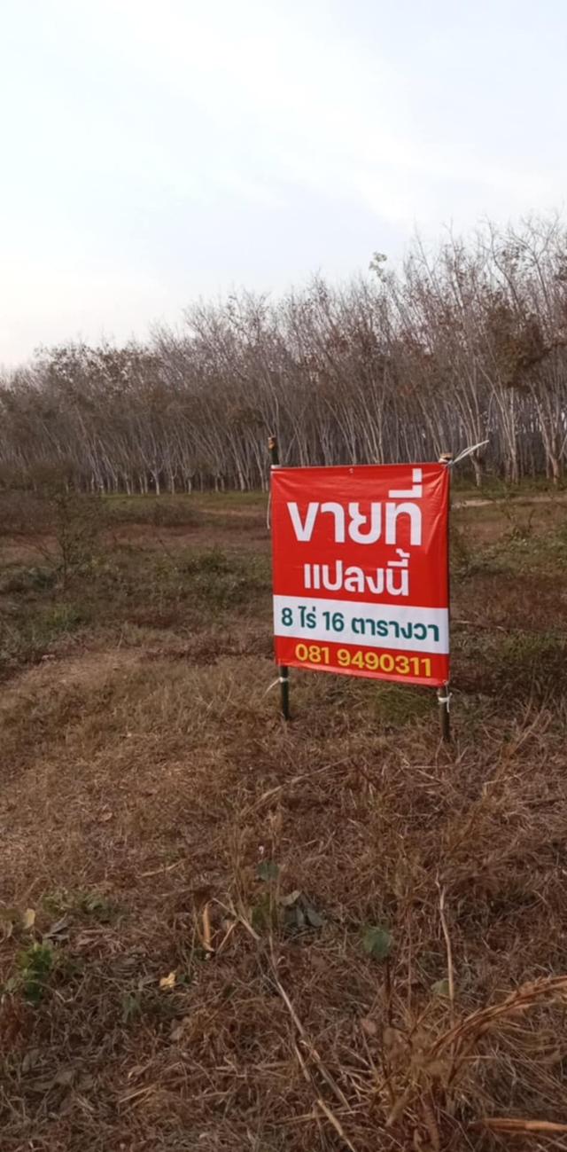 ขายที่ดินว่างเปล่าเหมาะสำหรับปลูกผลไม้ในอำเภอแกลงจังหวัดระยอง 1