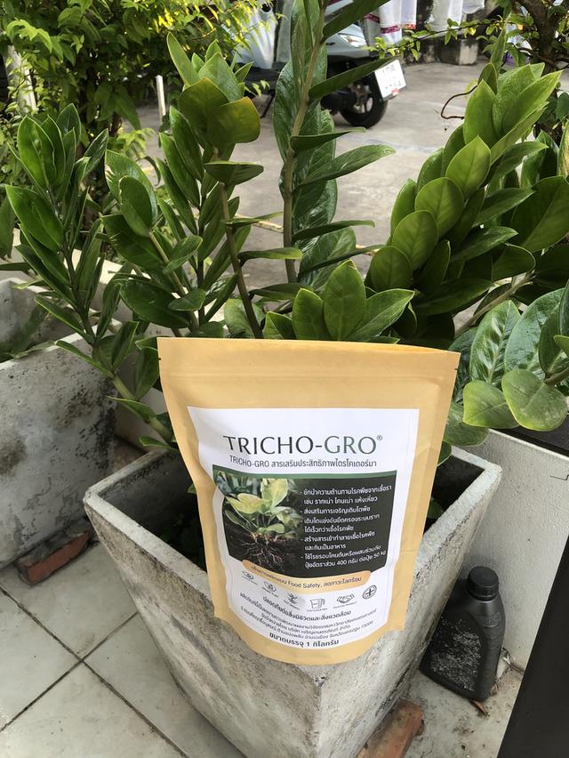 ไตรโคเดอร์มา เห็นผลไวแม่ยายยังถามซื้อ