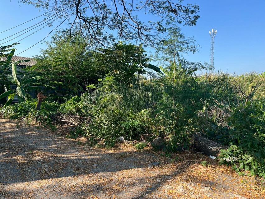 ที่ดิน ซอยทองคำ 3 ใกล้เซ็นทรัลเวสเกตุ พื้นที่ 77 ตารางวา บางบัวทอง นนทบุรี 3