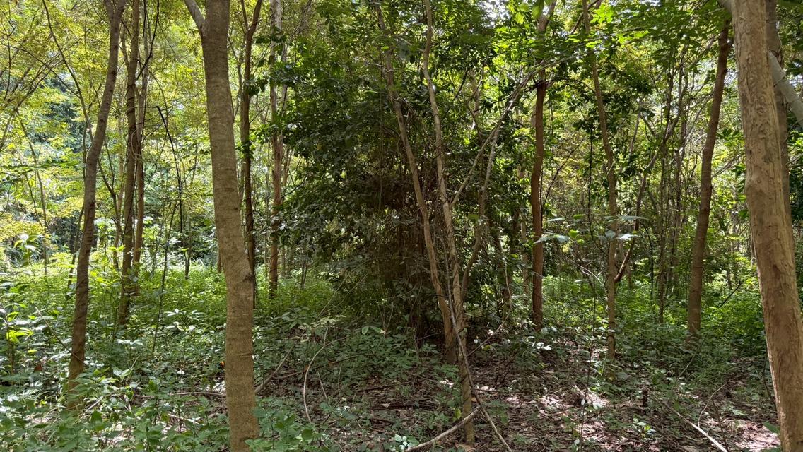 บ้านสวนผสมผสาน 28-0-65 ไร่  ซื้อวันนี้ได้ป่าพะยูง+ไม้เนื้อแข็งหลายชนิดอายุเกินสิบปี + สวนยางพารา 15