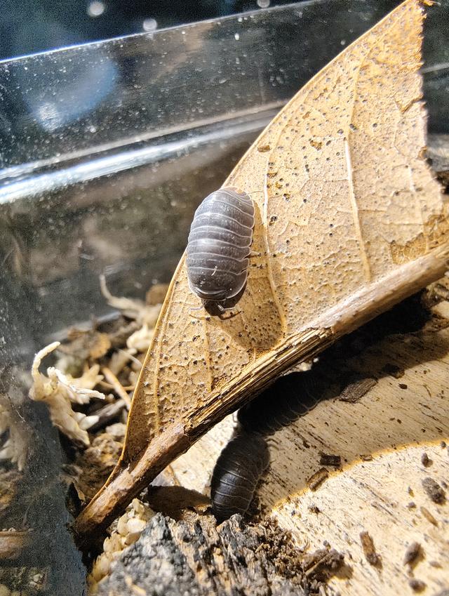 isopod ไอโซพอด Murina Sp. เซ็ต 10 ตัวแถม 5 รูปที่ 5