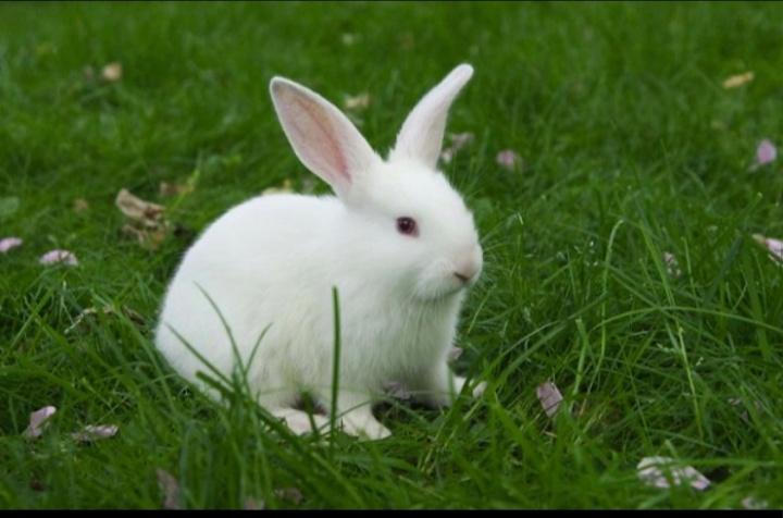 กระต่ายฟลอริดาไวท์ 2