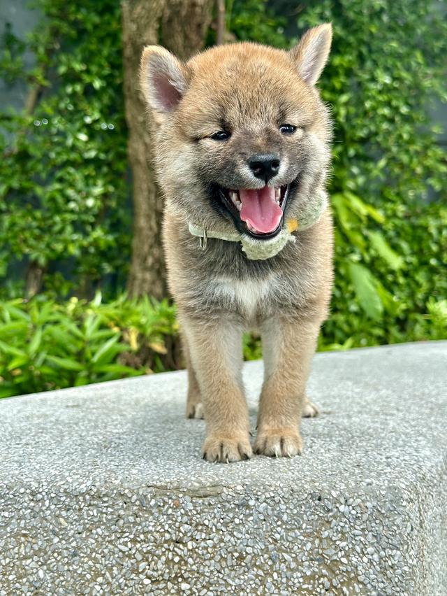 ชิบะอินุ Shiba