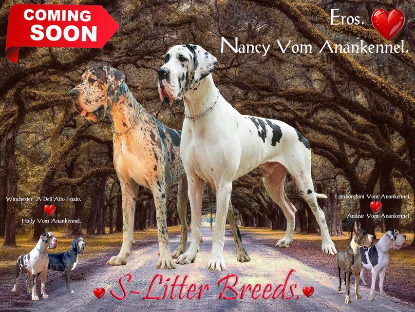 สุนัข เกรทเดน Great dane รูปที่ 3