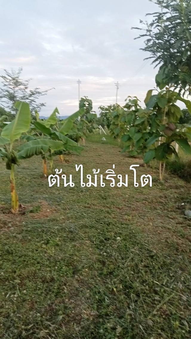 บ้านพร้อมที่ดิน อำเภอเลาขวัญ จังหวัดกาญจนบุรี 7