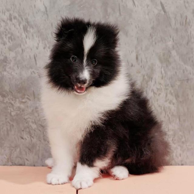 ลูกสุนัข Shetland Sheepdog หาผู้ปกครอง