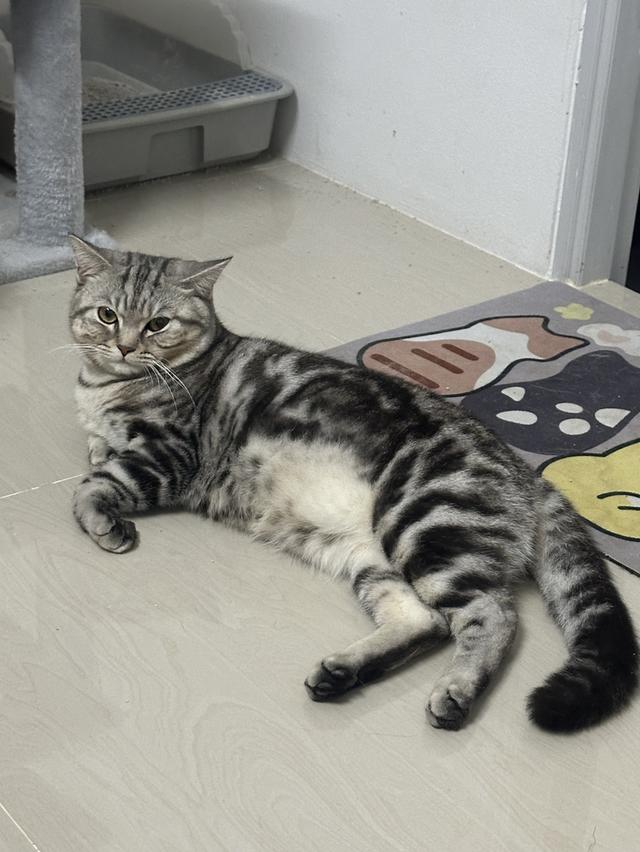 น้องดีเซล(ตัวผู้) 4