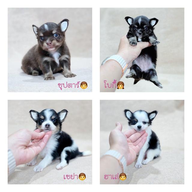 Chihuahuaแท้ไซส์เล็กอายุ2เดือนพร้อมย้ายบ้านมีส่งเก็บปลายทาง