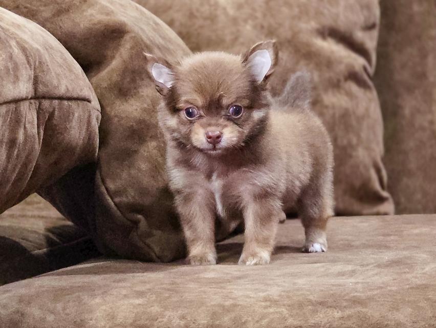Chihuahua เพศเมียสีช็อค