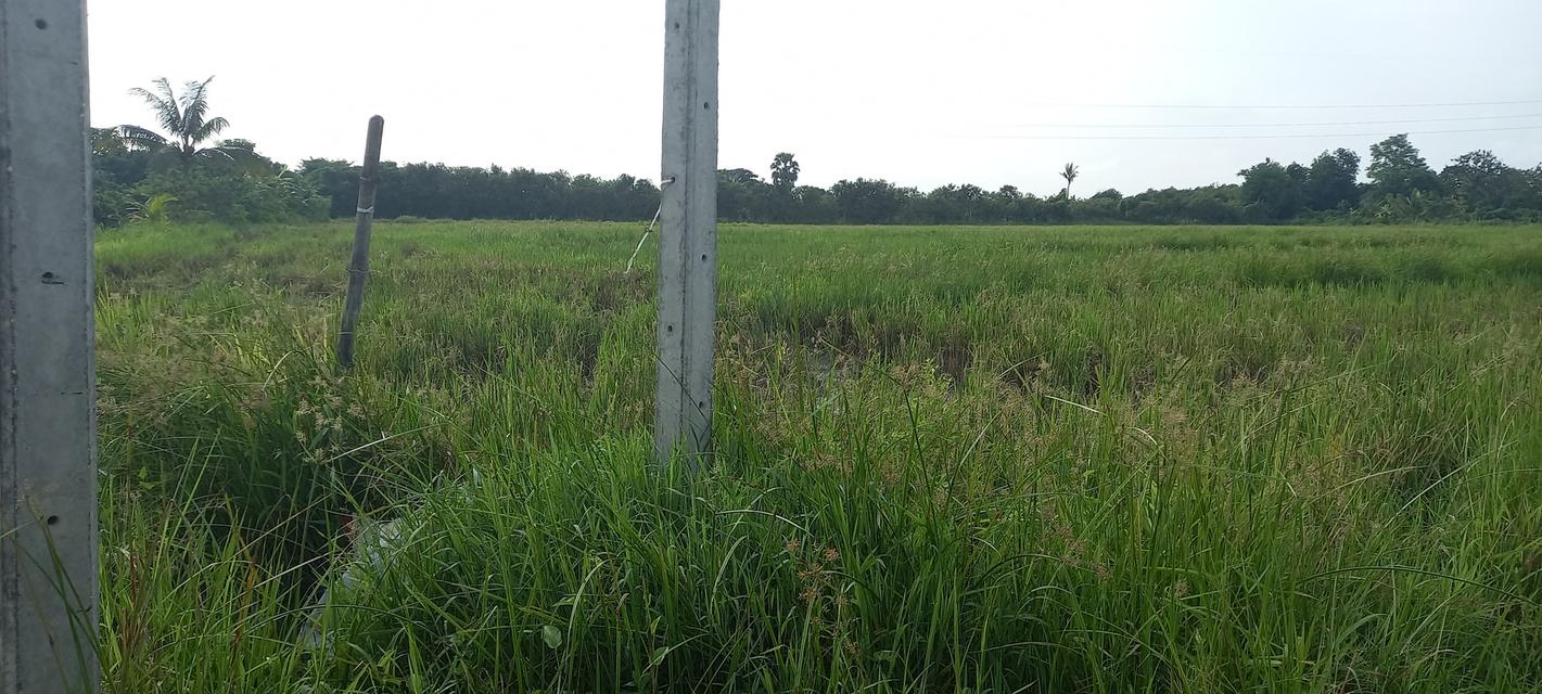 ที่ดินในอำเภอเมืองลำพูน 2