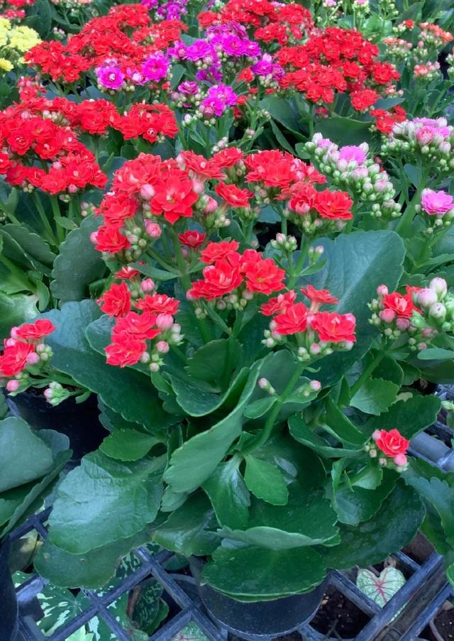 ขายกุหลาบหิน Kalanchoe Blossfeldiana Poelln สีสวยมาก 2