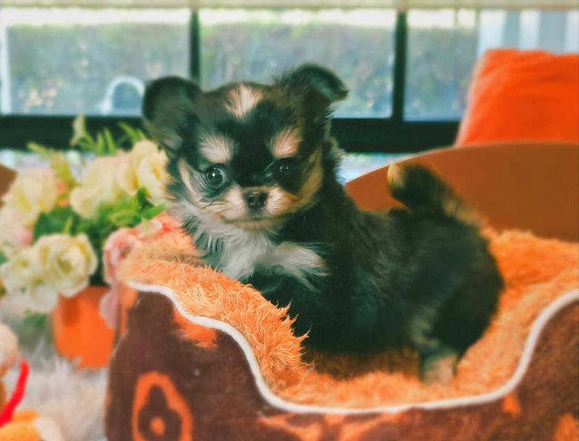 ลูกชิวาวาพันธุ์แท้ ขนยาว พ่อแม่จากสายพันธุ์เพ็ดดีกรี รูปที่ 2