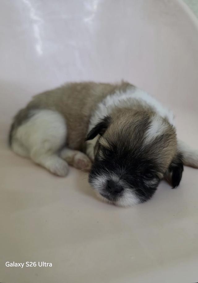 น้องชิสุผสม น่ารัก รักหนูหน่อยน้าา