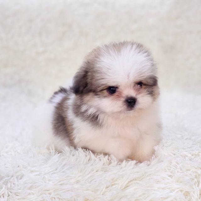 ชิสุผสมปอม เพศผู้ พร้อมย้ายบ้าน 6