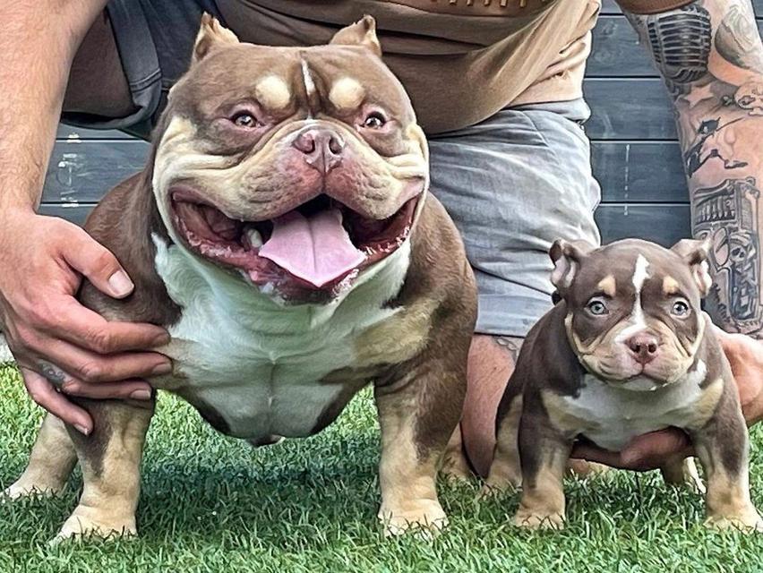 American Pittbull puppies for sale รูปย่อยที่ 2